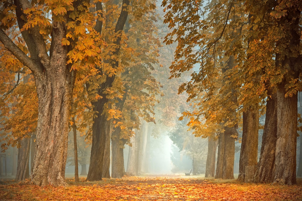 Kleurrijke herfstbladeren in duurzame tuin.
