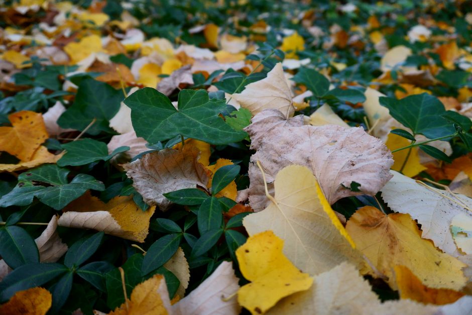 Tuinier plant winterharde planten voor energiebesparing.