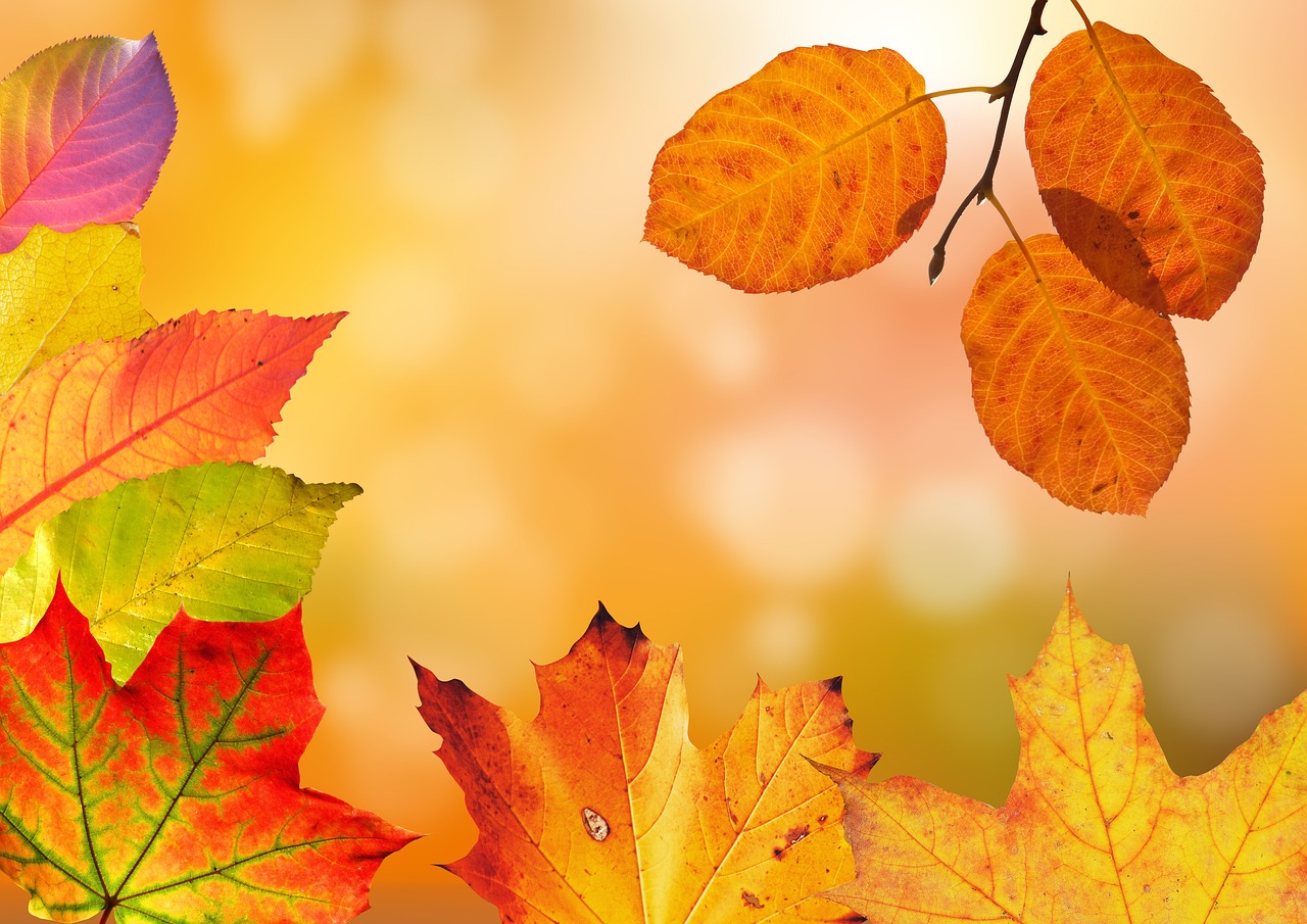 Kleurrijke herfstbladen in glazen vaas decoratie.