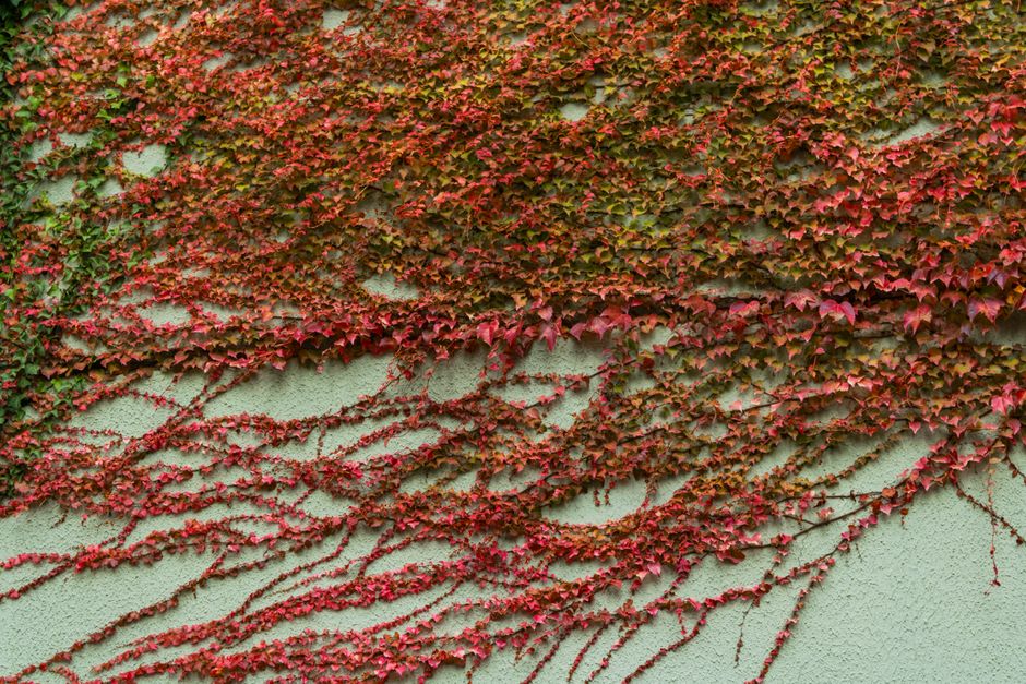 Wandkleed met herfstbos en mistige ochtend. Wandkleed met herfstbos en mistige ochtend.